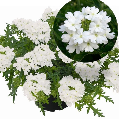 Verbena 'VEPITA Polar' - Aed-raudürt 'VEPITA Polar' P9/0,55L